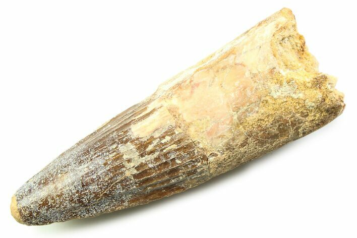 Fossil Spinosaurus Tooth - Real Dinosaur Tooth #357730